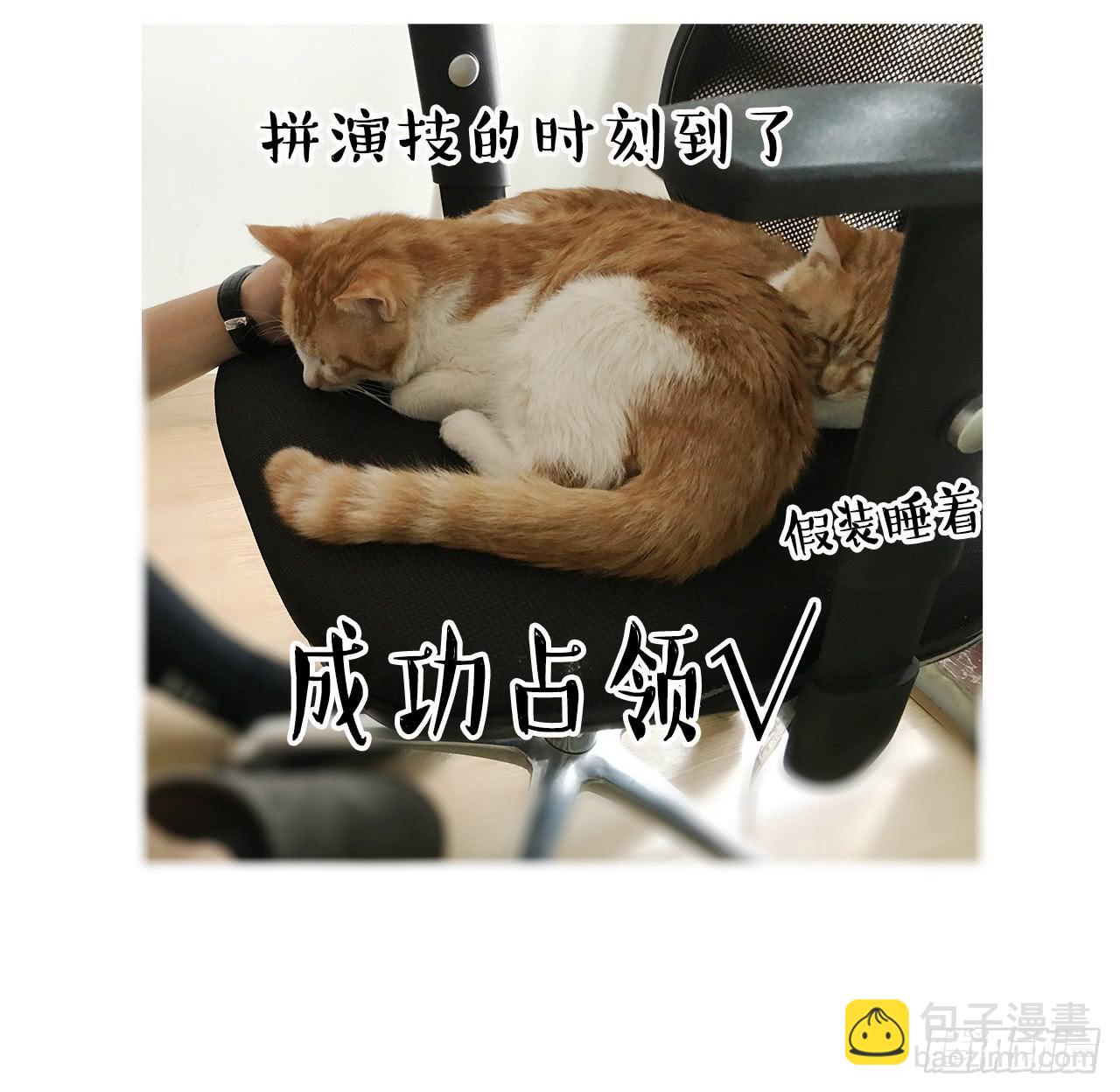猫奴的生活-第30话