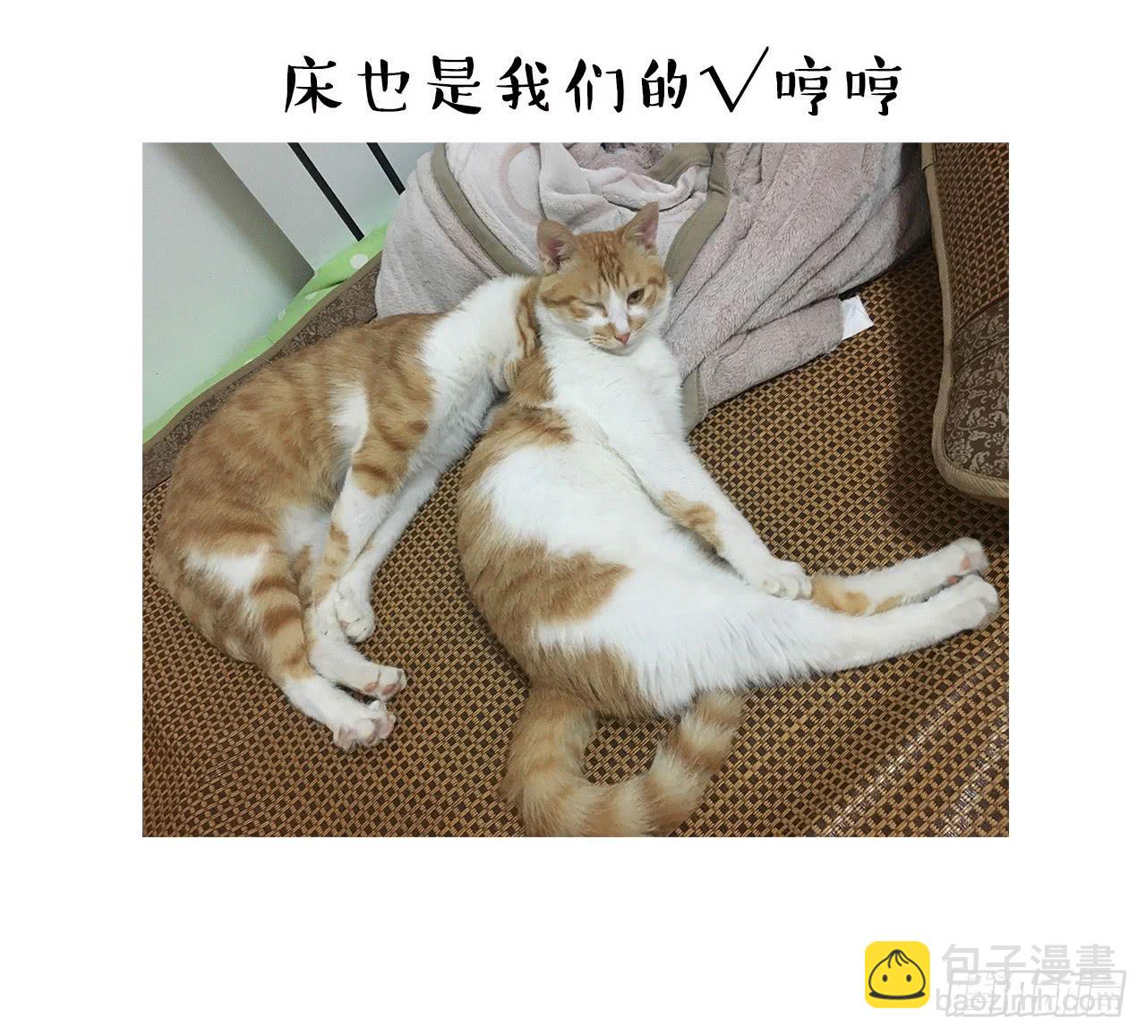 猫奴的生活-第30话