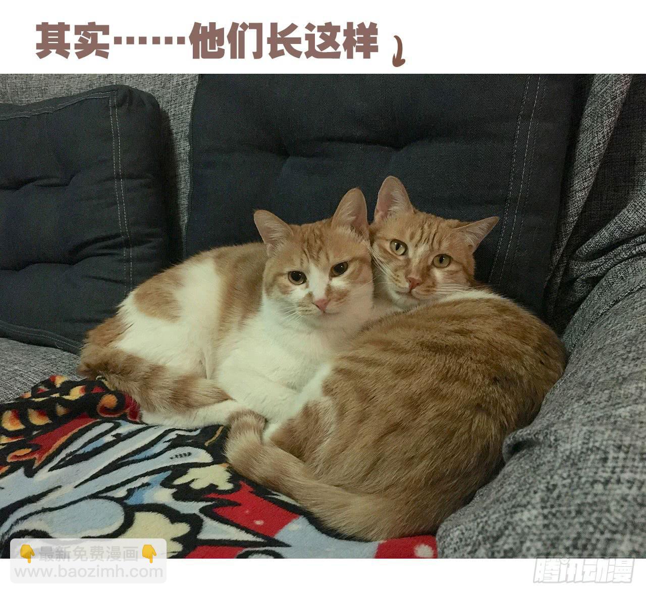 特别篇：家有俩猫-第48话