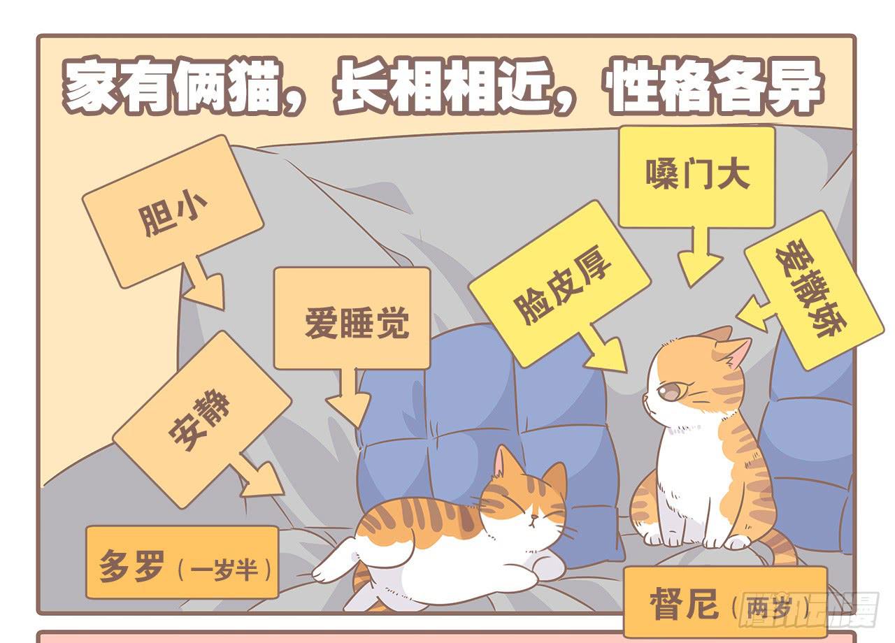 特别篇：家有俩猫-第48话