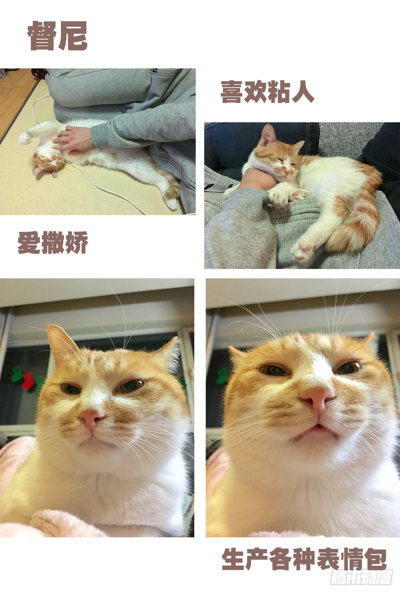 特别篇：家有俩猫-第48话