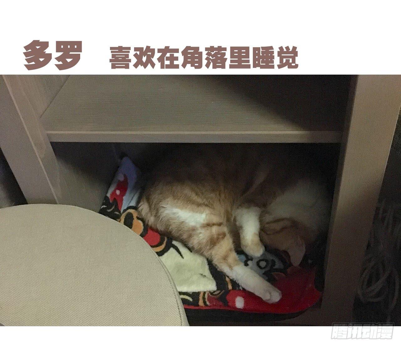 特别篇：家有俩猫-第48话