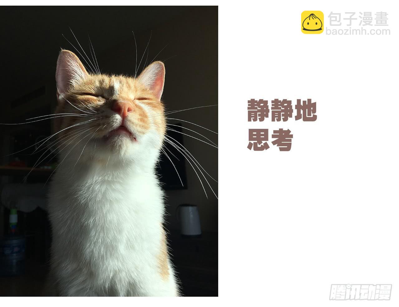 特别篇：家有俩猫-第48话