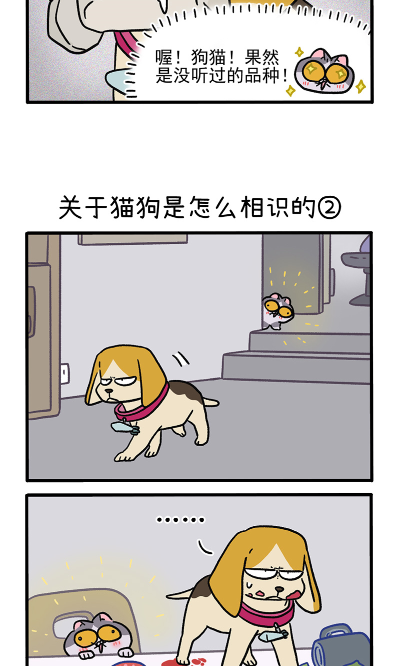第128话1 关于猫狗是怎么相识的-第248话