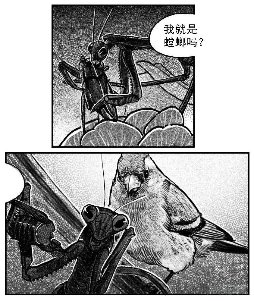 🍵白门五甲 52螳螂尖刺 第2页