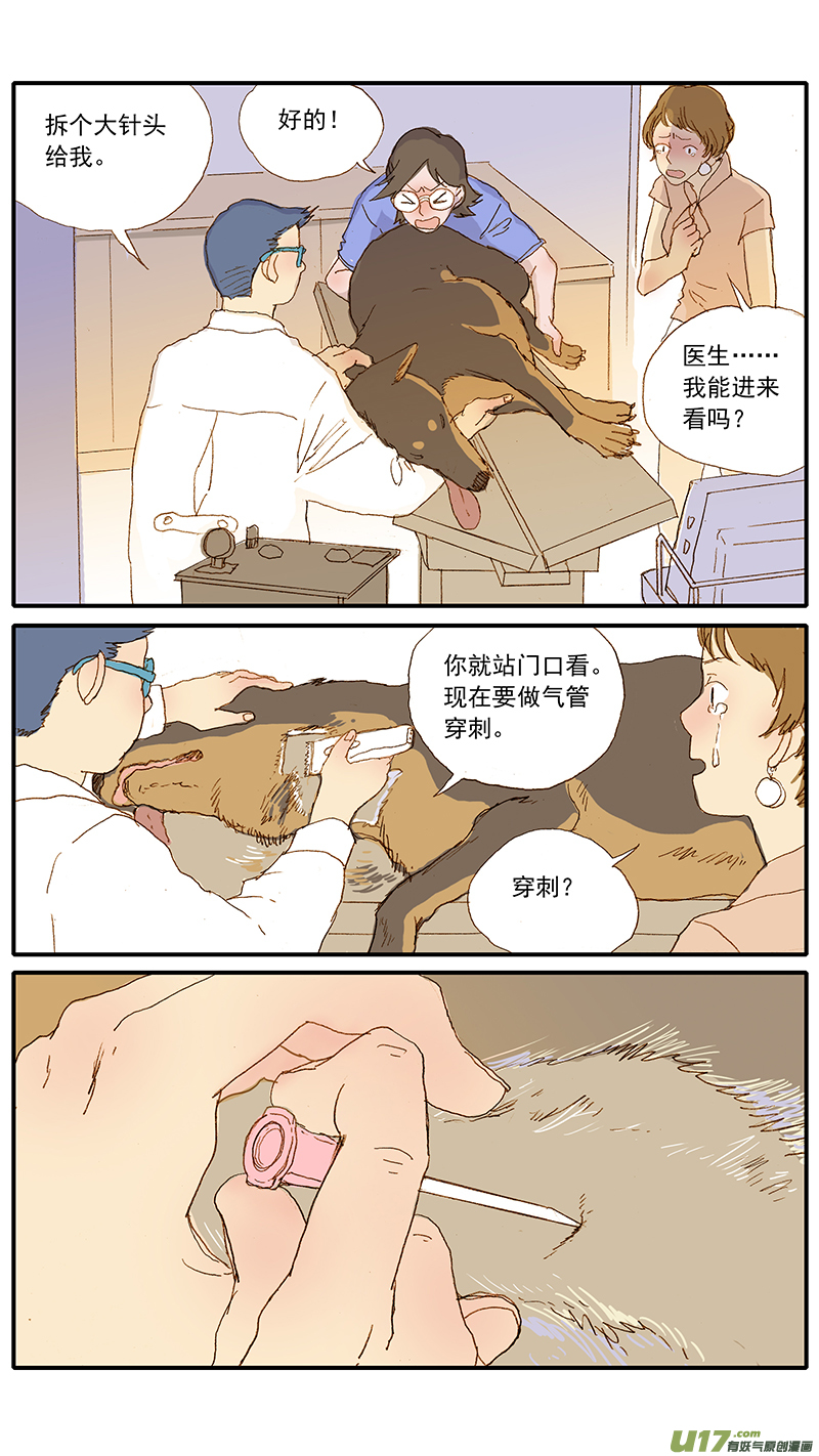 124 犬消化道异物（网球）-第124话