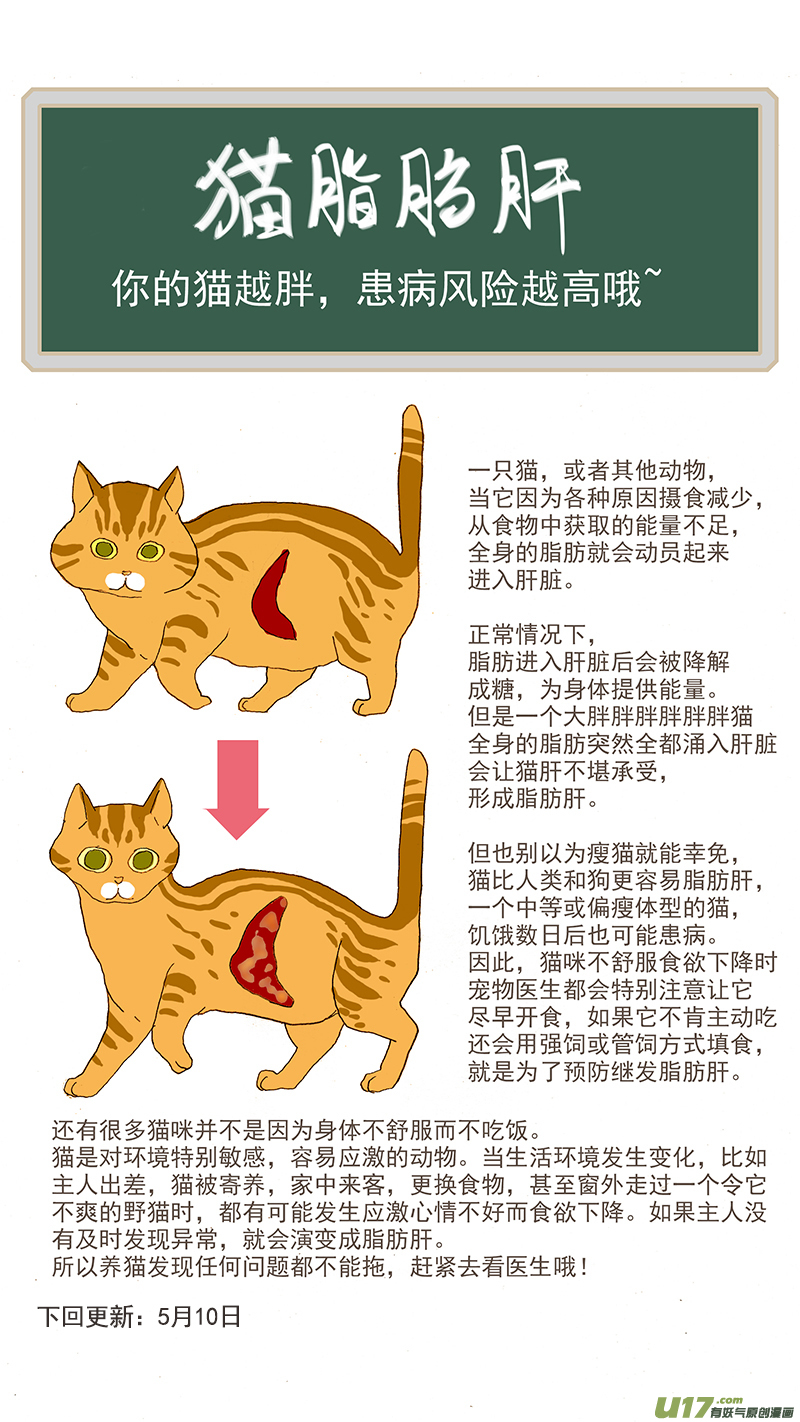 056 猫特发性脂肪肝-第56话