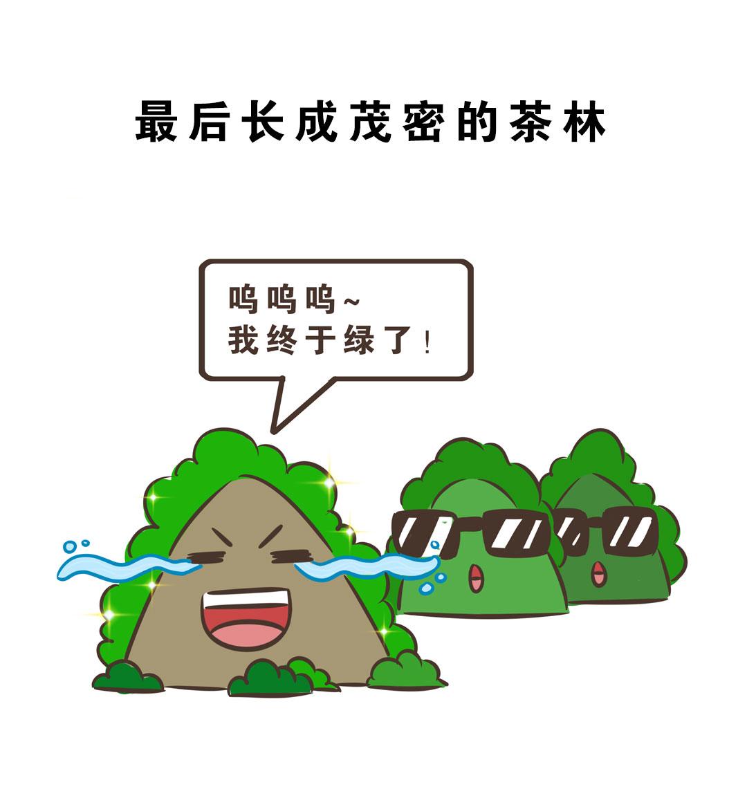 岚湖山茶传说-第22话