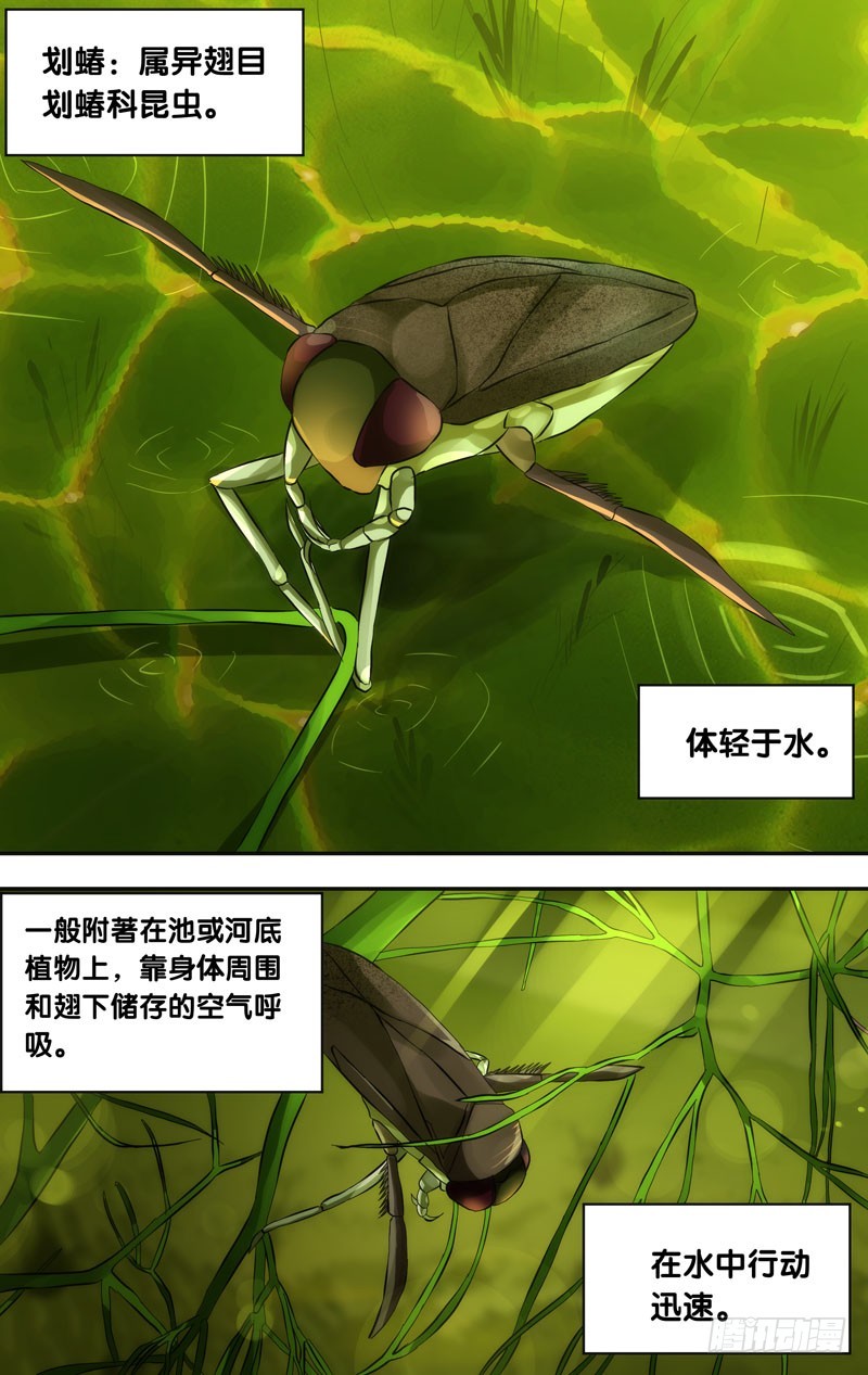 🍶虫生 30.划蝽 第1页