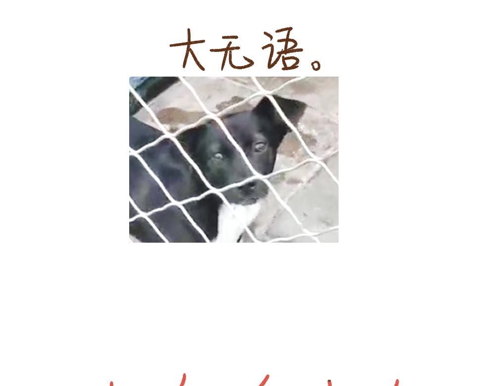 069 小狗不在的那一天-第70话