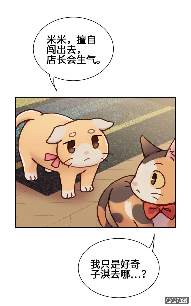 第10杯『猫法庭！』-第12话