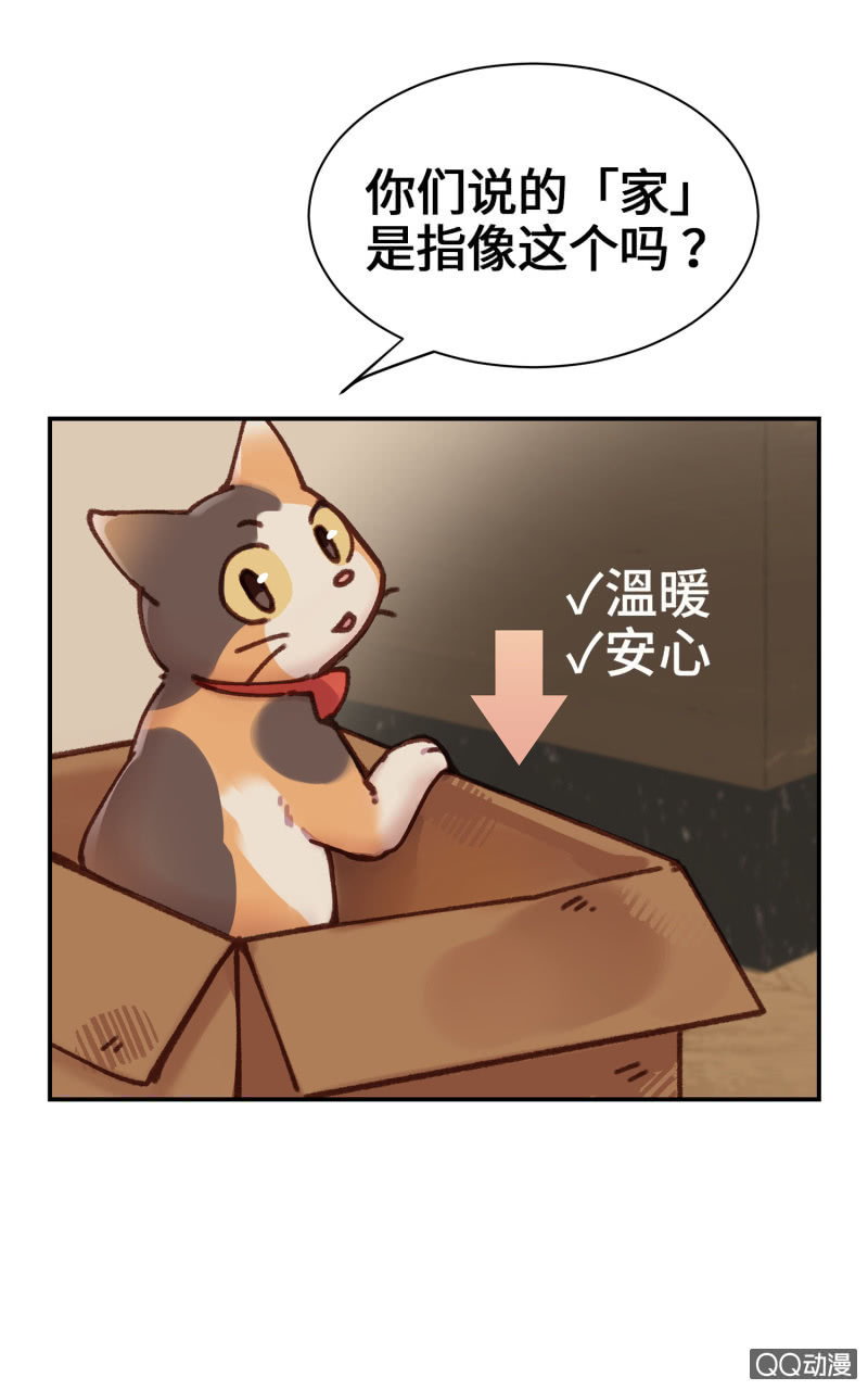 第10杯『猫法庭！』-第12话