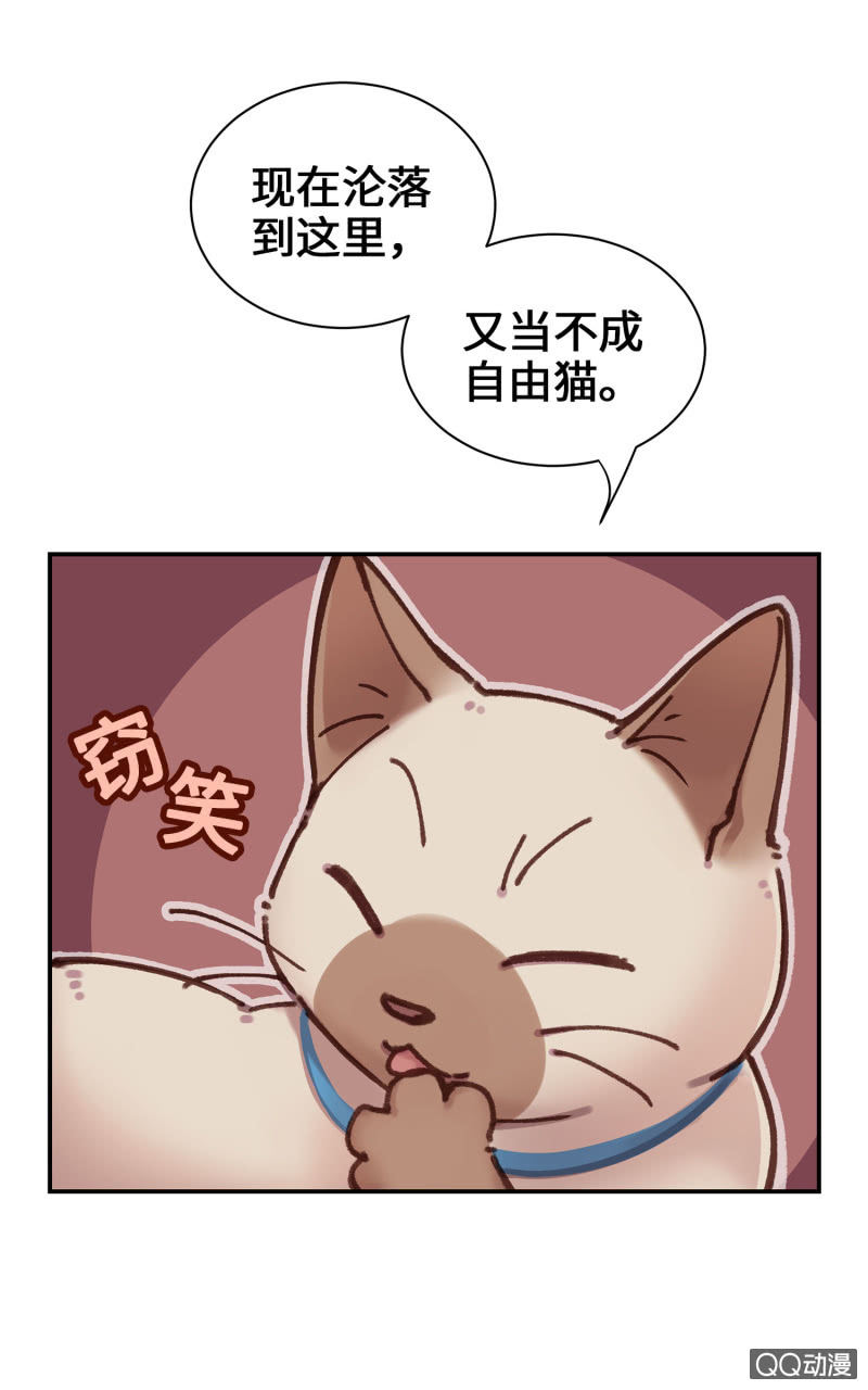 第10杯『猫法庭！』-第12话