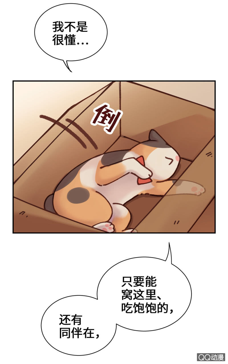 第10杯『猫法庭！』-第12话