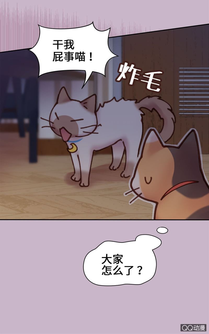 第10杯『猫法庭！』-第12话