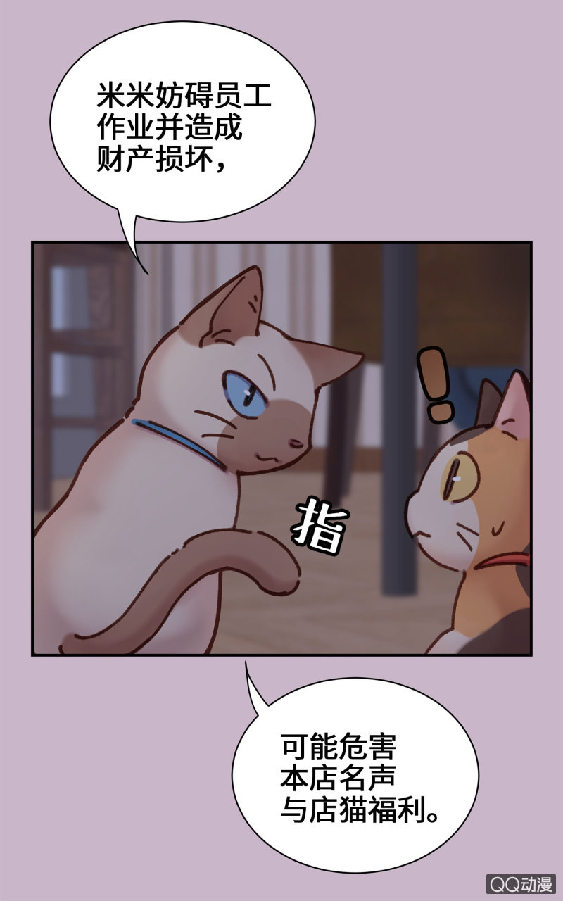 第10杯『猫法庭！』-第12话