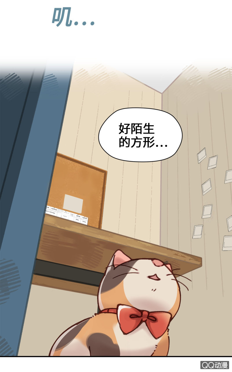 第10杯『猫法庭！』-第12话