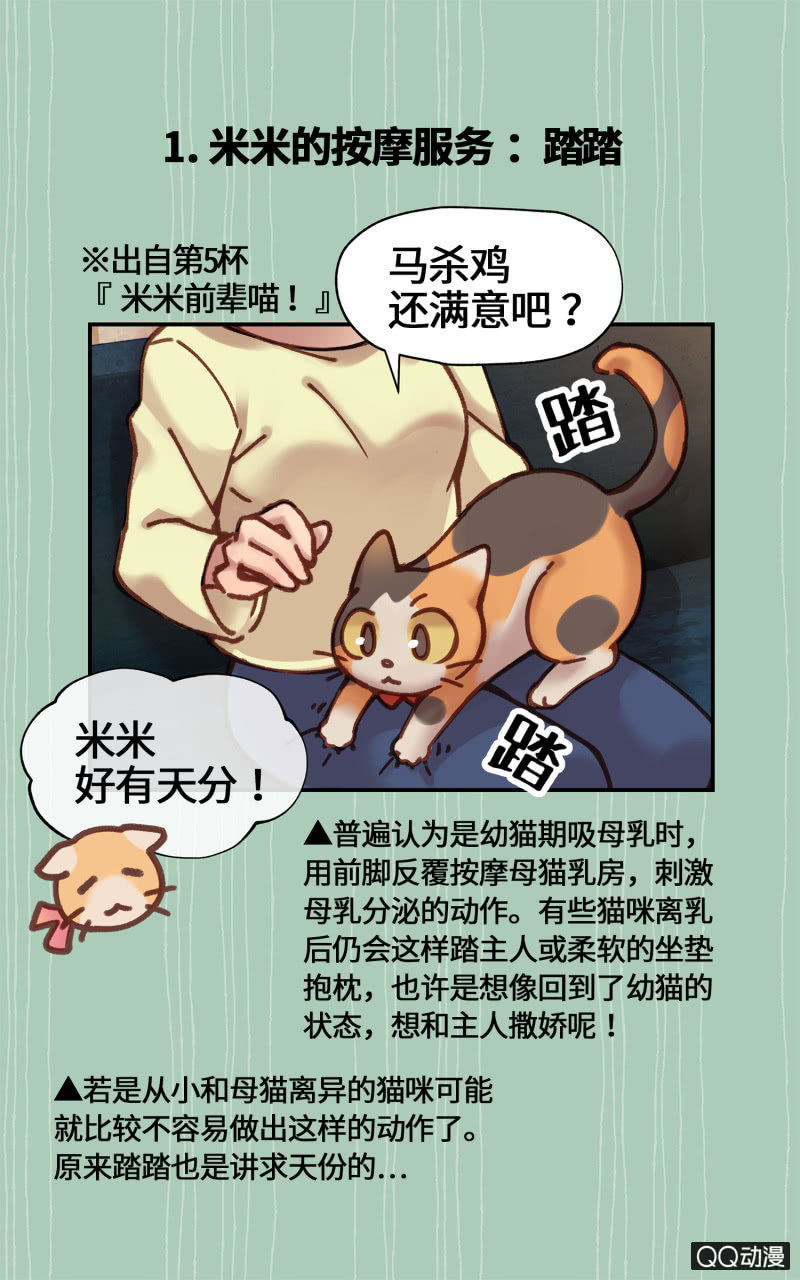番外篇『知识喵：猫的肢体语言』-第24话