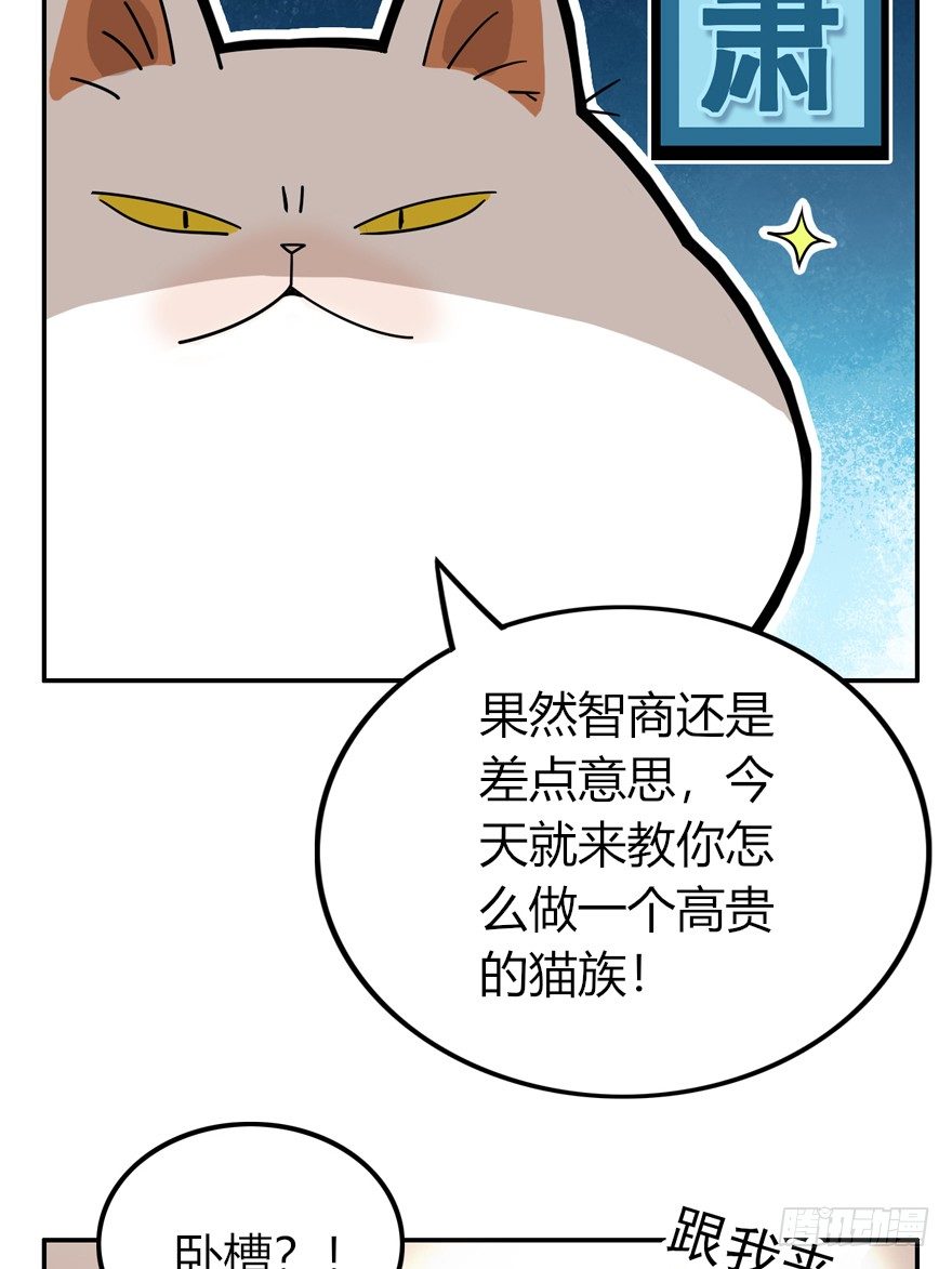 第28爪 猫圈鄙视链（上）-第28话