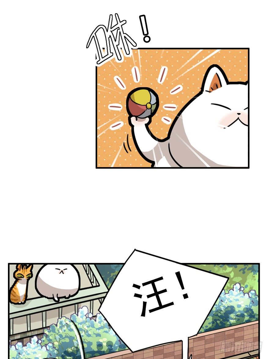第28爪 猫圈鄙视链（上）-第28话