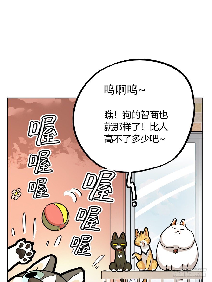 第28爪 猫圈鄙视链（上）-第28话