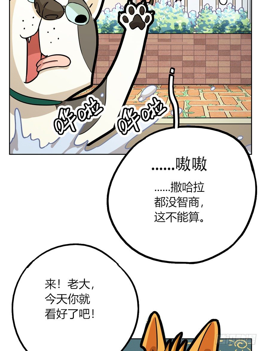 第28爪 猫圈鄙视链（上）-第28话