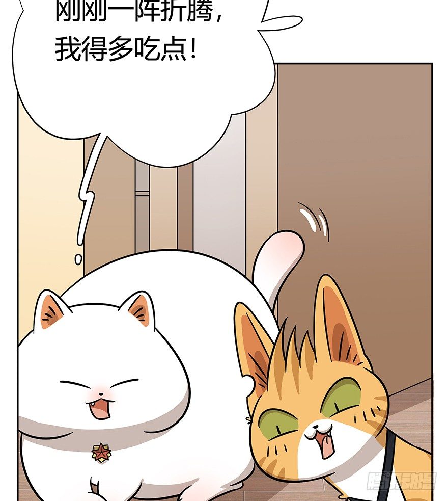 第62爪 &ldquo;虐猫&rdquo;照骗（下）-第68话