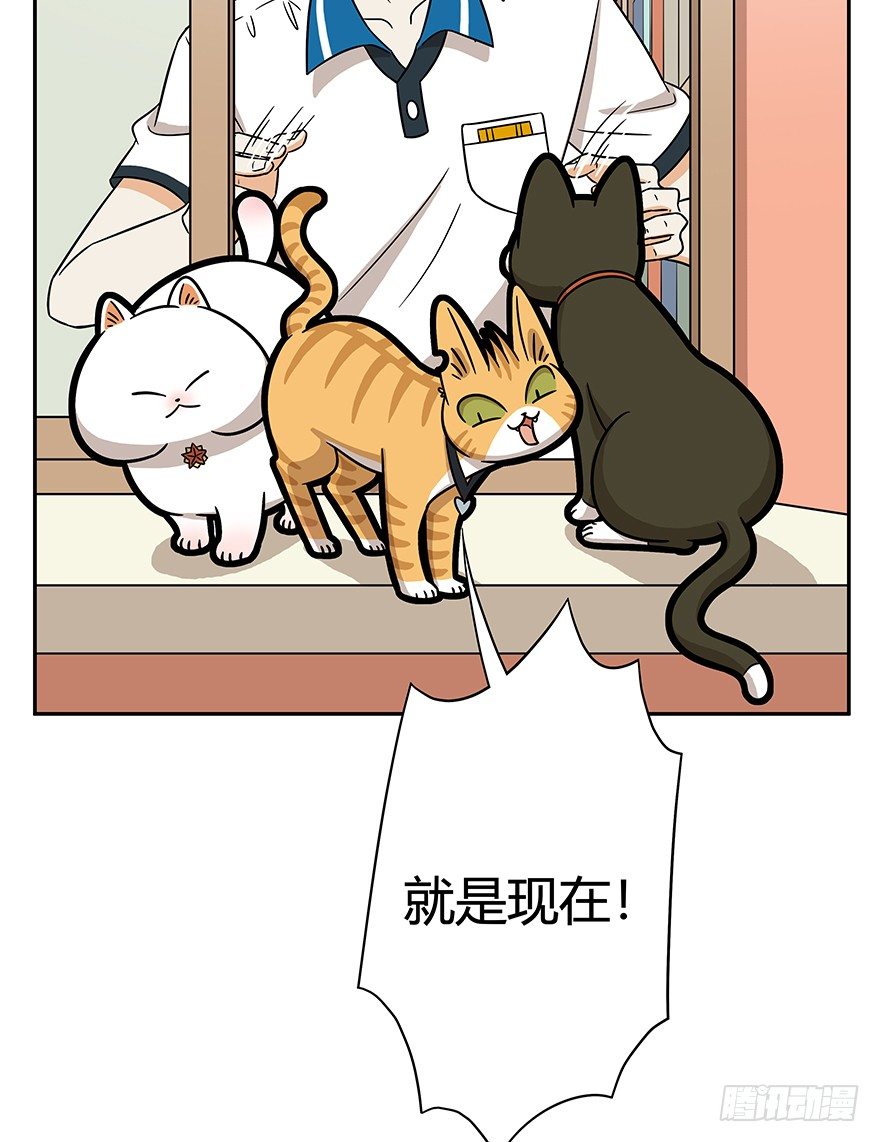 第62爪 &ldquo;虐猫&rdquo;照骗（下）-第68话