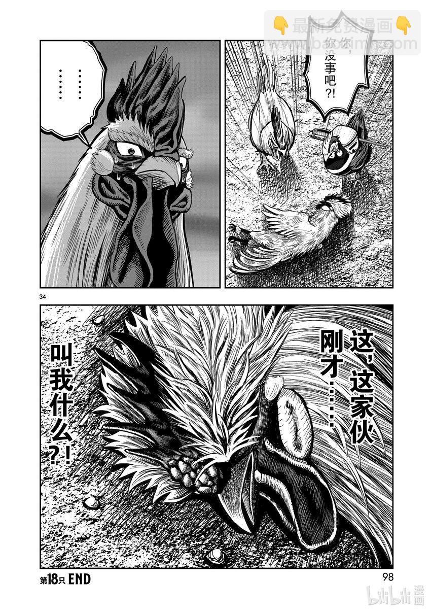 🍴鸡斗士 第18只 鸡犬不宁 第34页