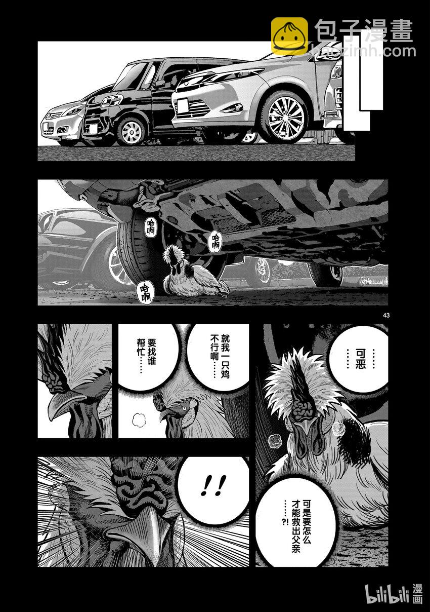 🍴鸡斗士 第20只 鸡皮鹤发 第43页