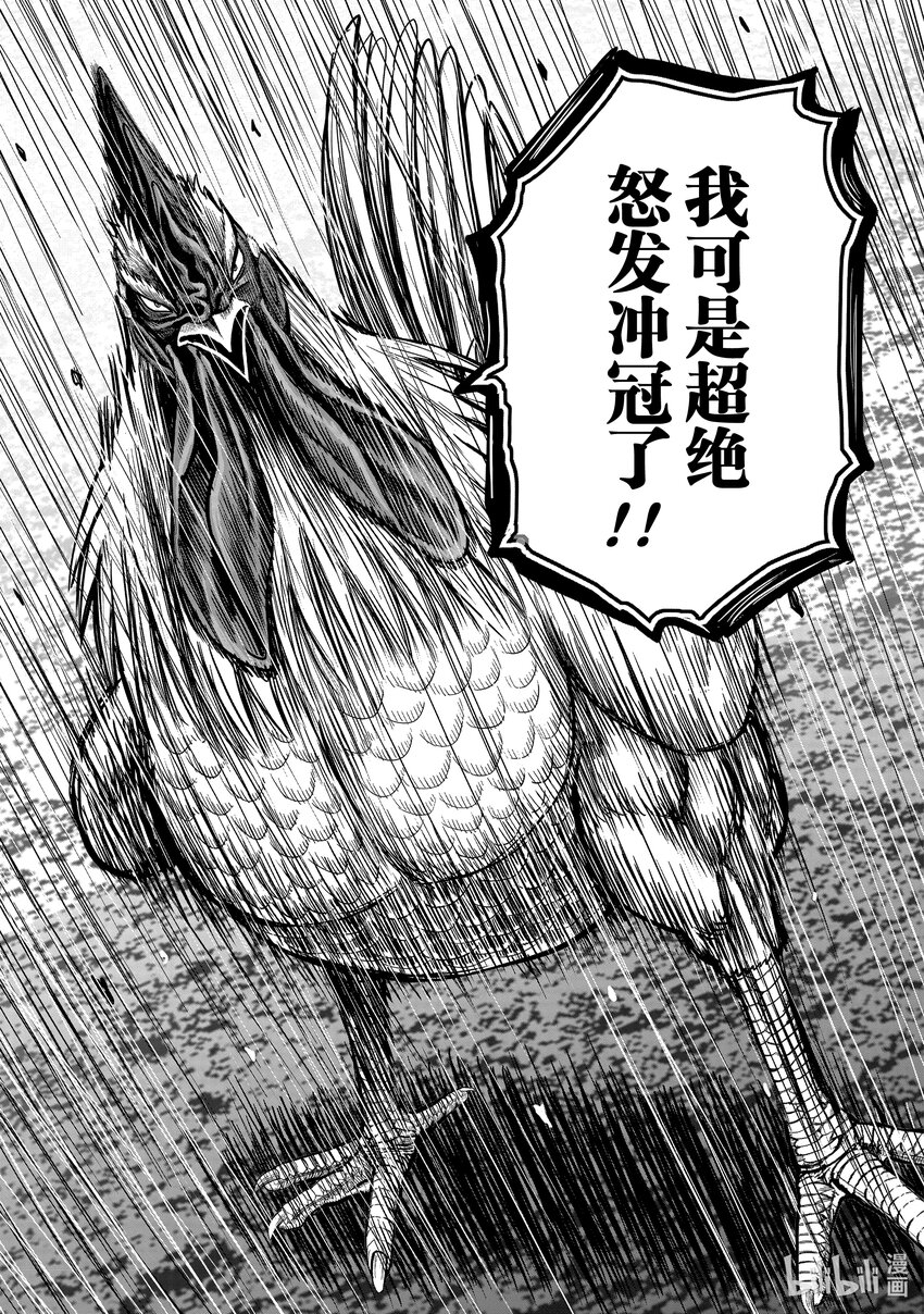 🍴鸡斗士 第22只 牝鸡牡鸣 第13页