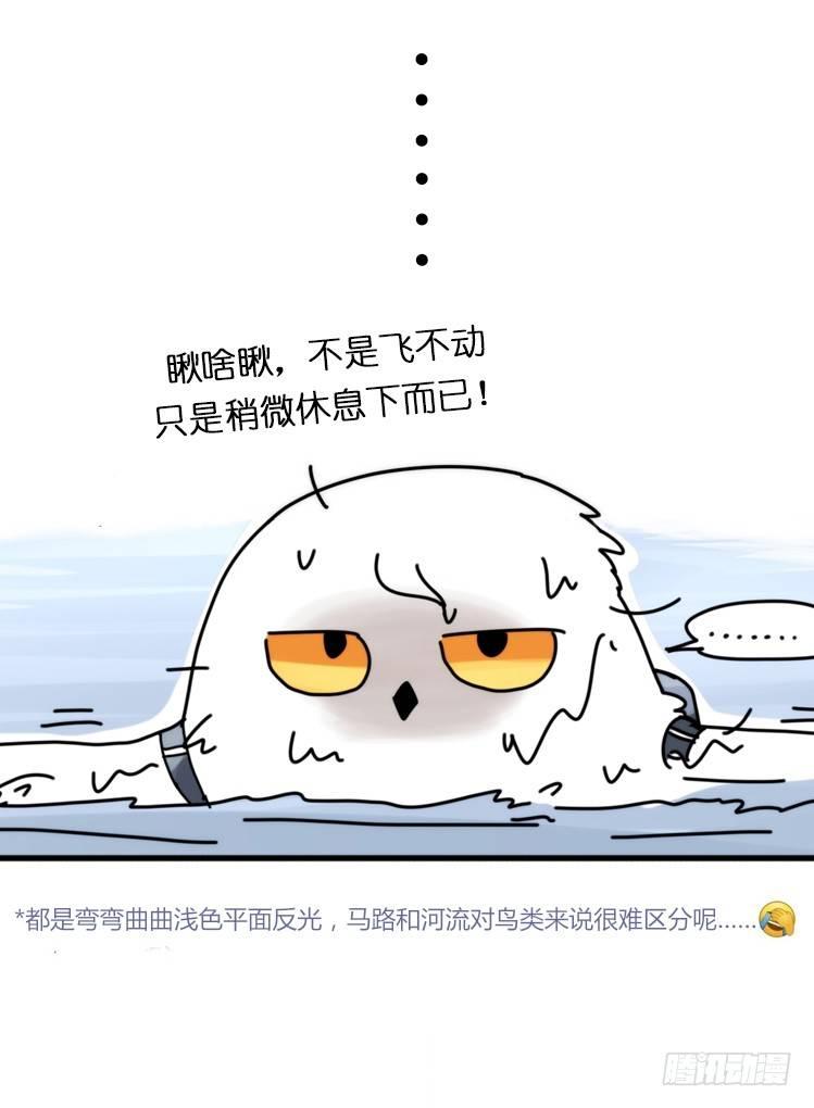 飞吧小少爷：赌上猛禽的尊严！-第14话
