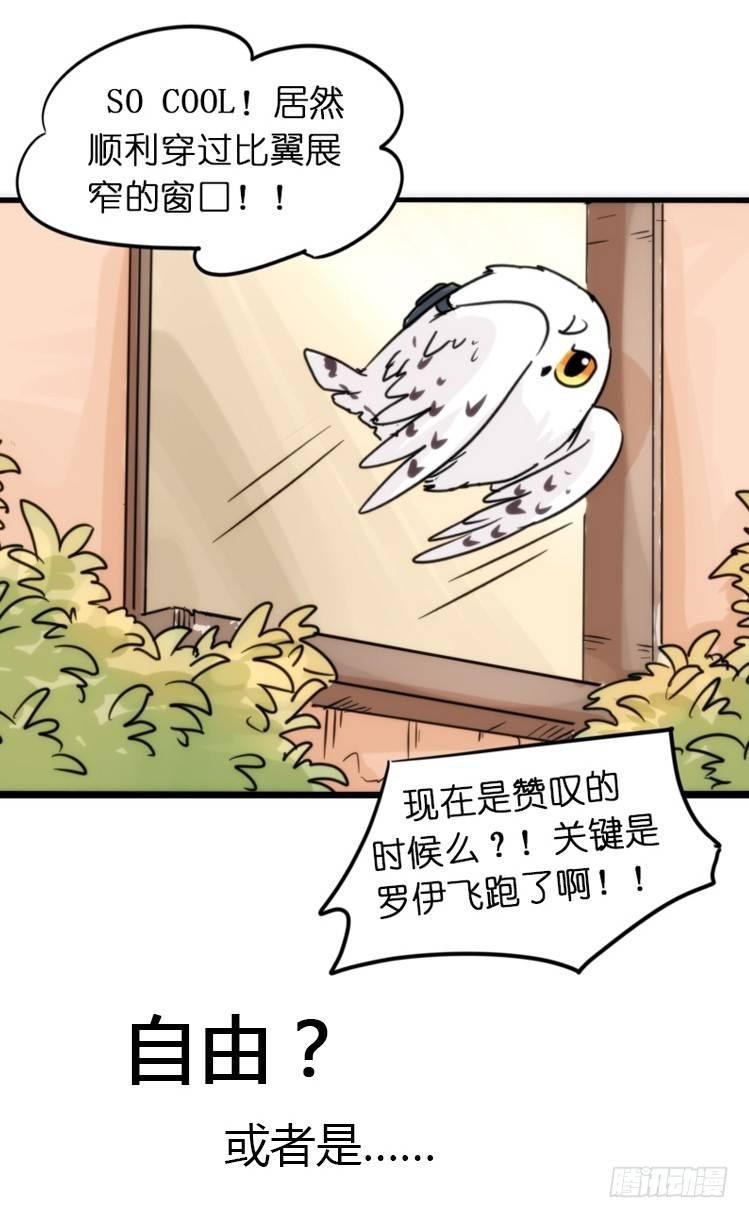 飞吧小少爷：赌上猛禽的尊严！-第14话