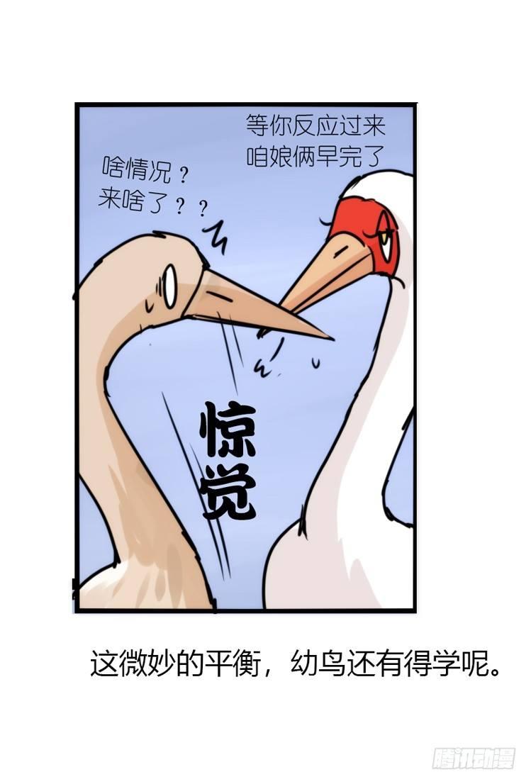 使命篇14：科学观鸟法-第138话