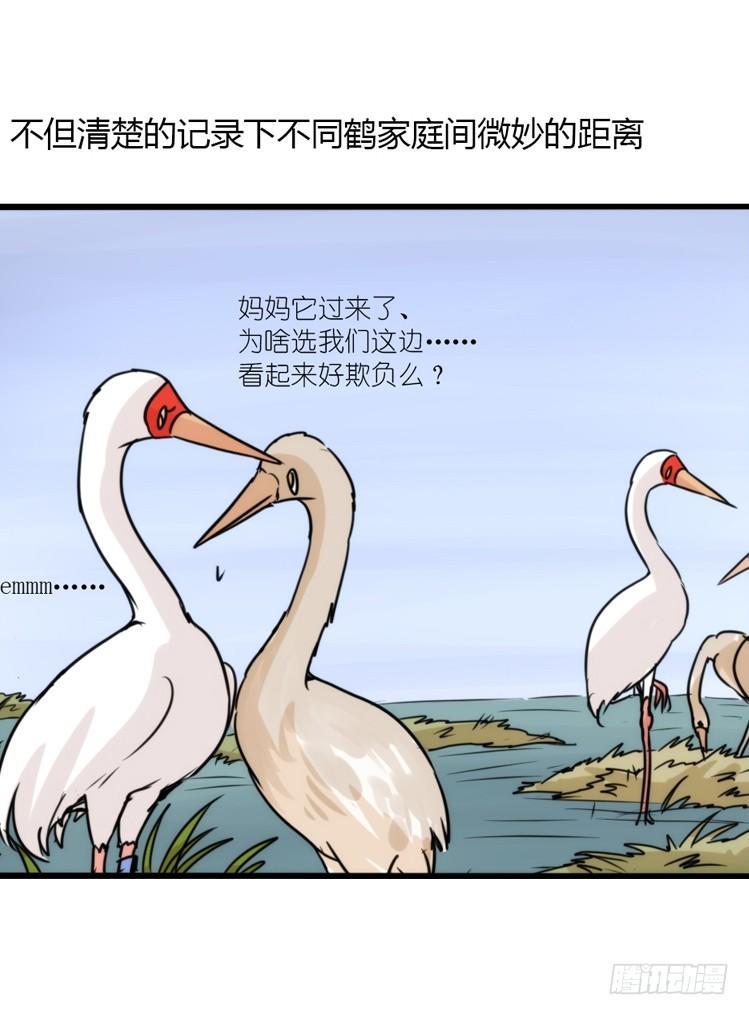 使命篇14：科学观鸟法-第138话
