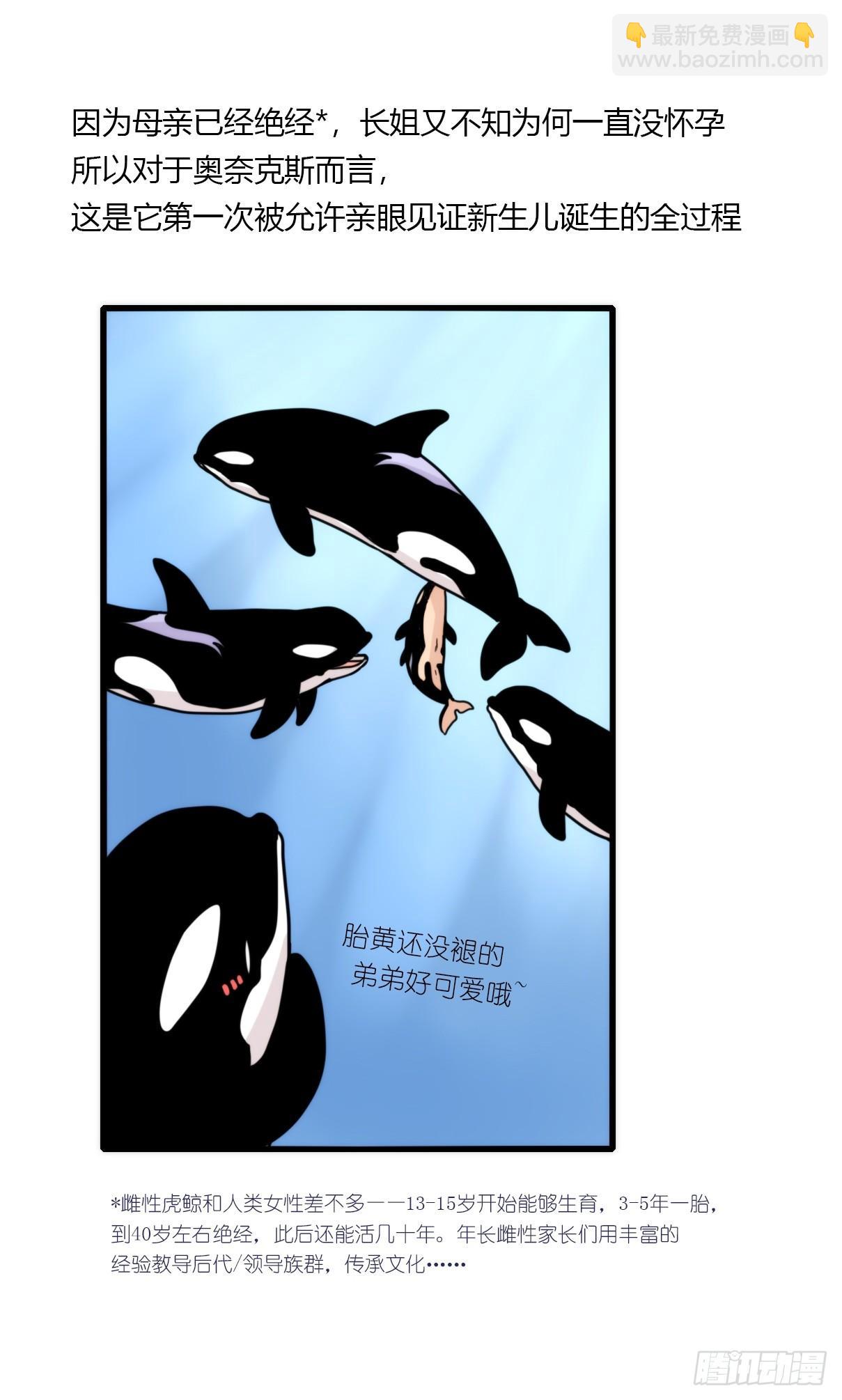 虎鲸篇：这些杀手不太冷03-第176话