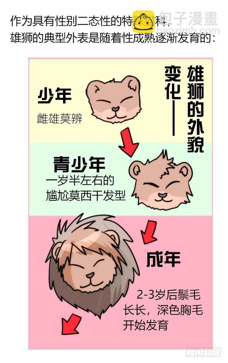 是这样的狮JI王？！-11-第36话