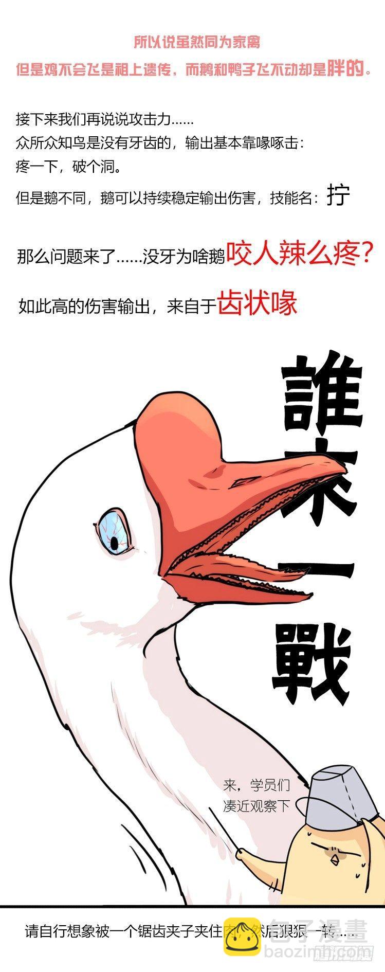 家有鹅霸：命运的邂逅-第50话