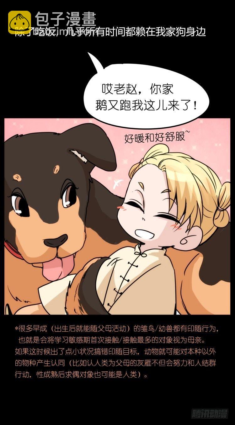 家有鹅霸：鹅霸是怎么练成的-第52话