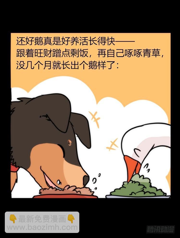家有鹅霸：鹅霸是怎么练成的-第52话