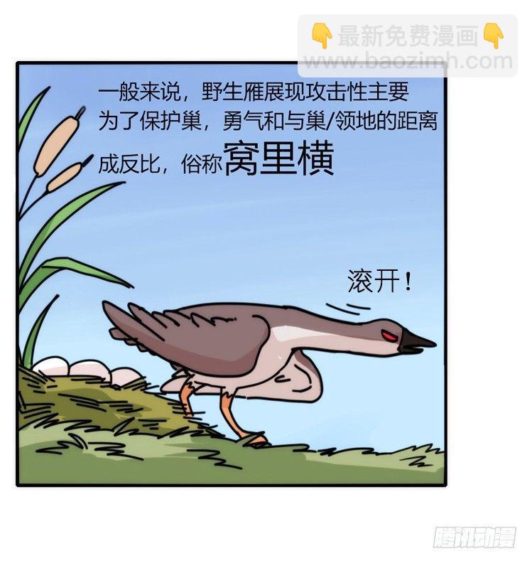 家有鹅霸：人假鹅威是种什么体验-第56话