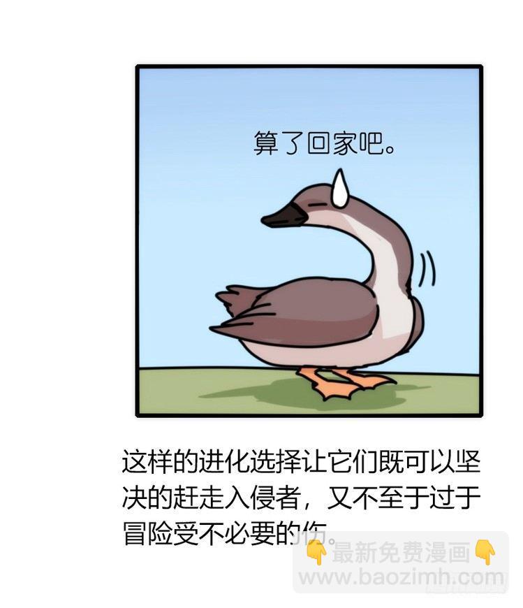家有鹅霸：人假鹅威是种什么体验-第56话