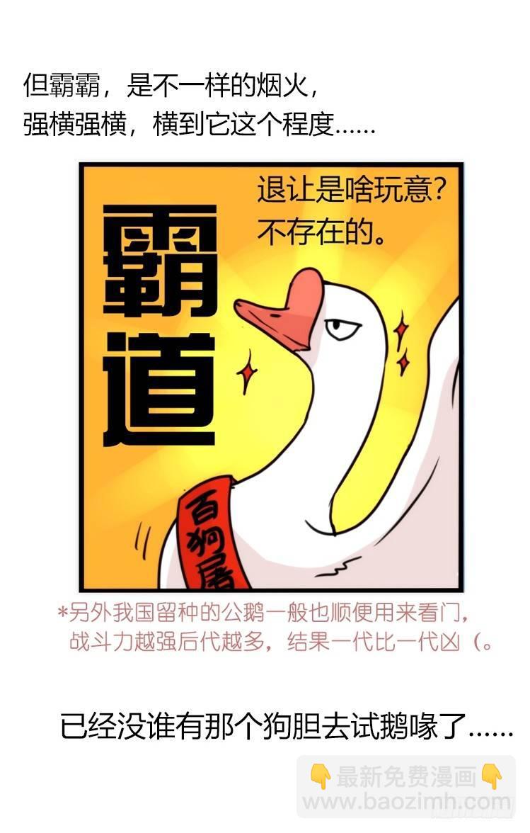 家有鹅霸：人假鹅威是种什么体验-第56话