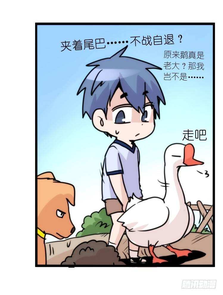 家有鹅霸：人假鹅威是种什么体验-第56话