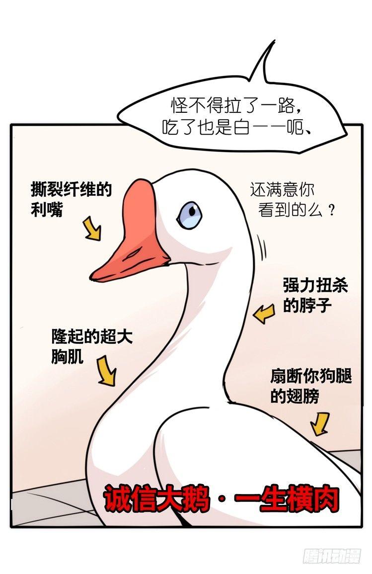 家有鹅霸：人假鹅威是种什么体验-第56话