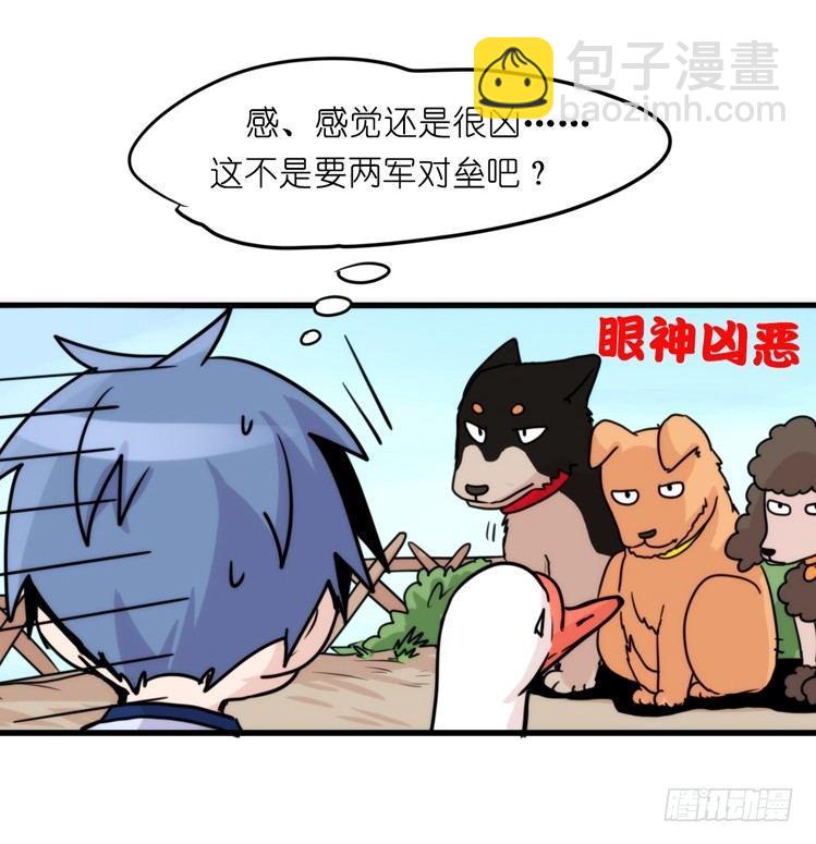 家有鹅霸：人假鹅威是种什么体验-第56话
