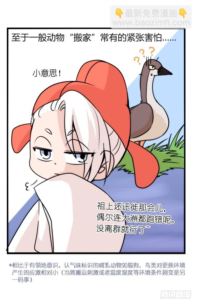 家有鹅霸：万事开头难-第58话