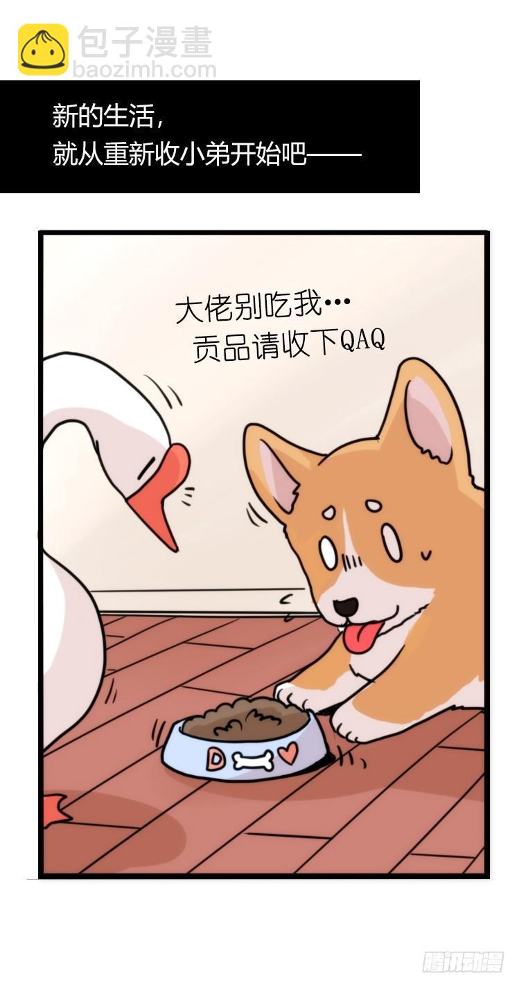 家有鹅霸：万事开头难-第58话