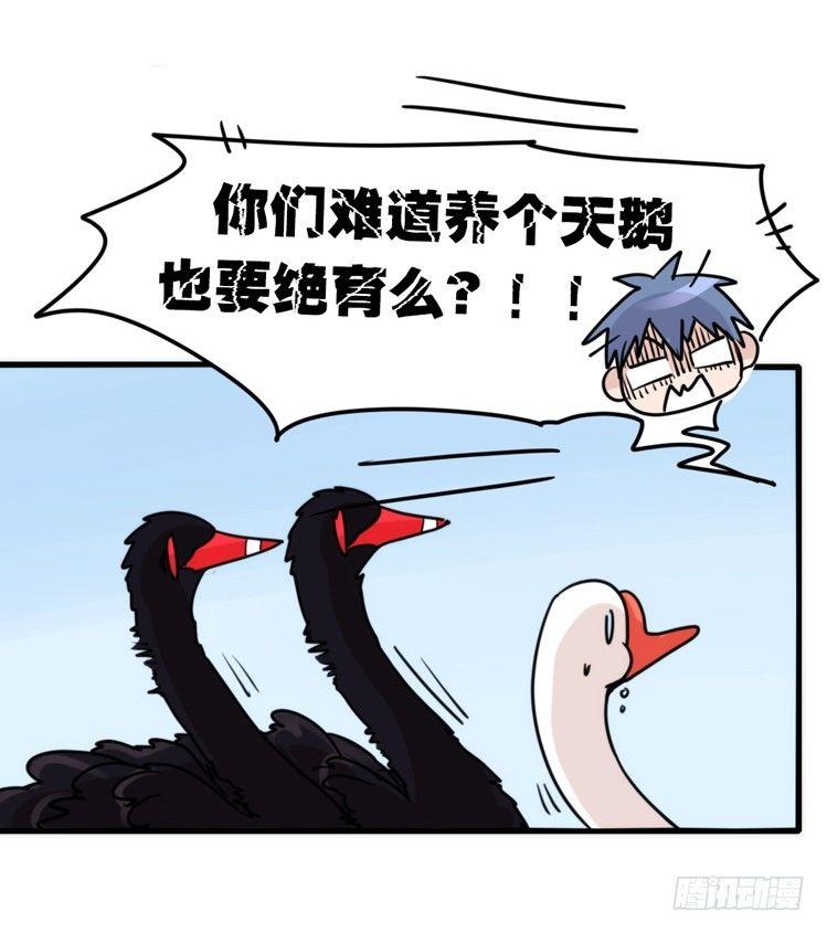 家有鹅霸：校方认证彩虹风景线-第66话