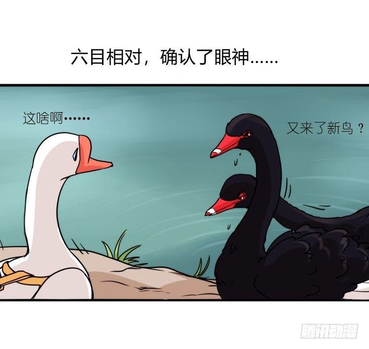 家有鹅霸：校方认证彩虹风景线-第66话